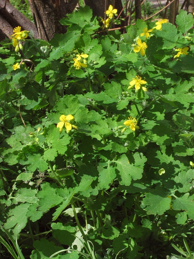 Изображение особи Chelidonium majus.