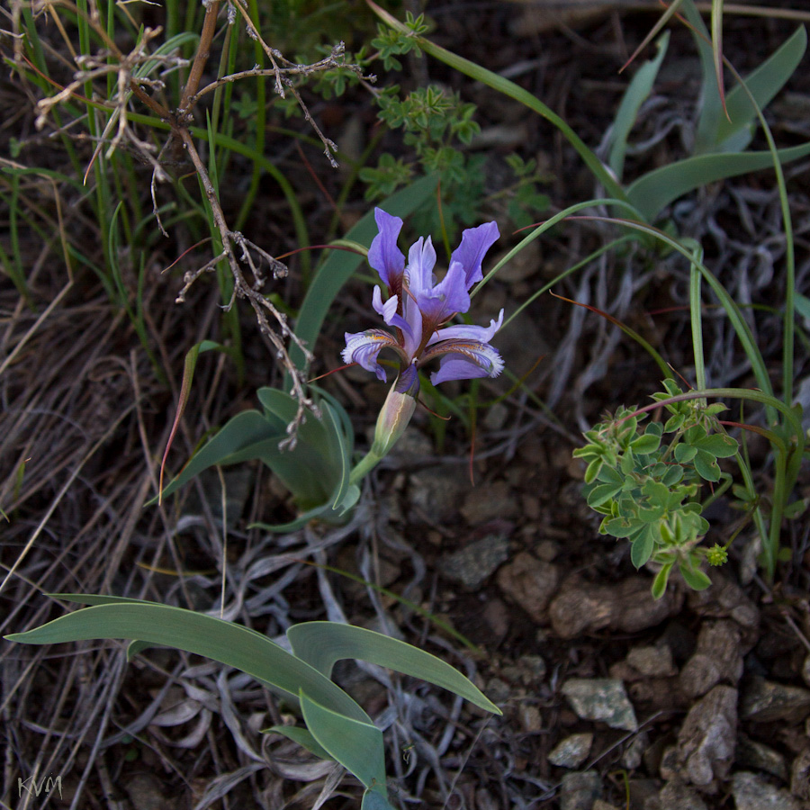 Image of Iris glaucescens specimen.