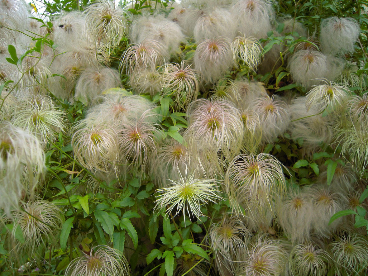 Image of Clematis serratifolia specimen.