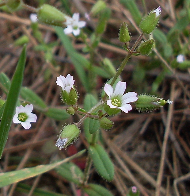 Image of Cerastium pseudobulgaricum specimen.