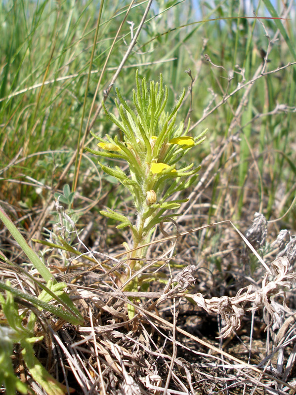 Image of Ajuga chia specimen.