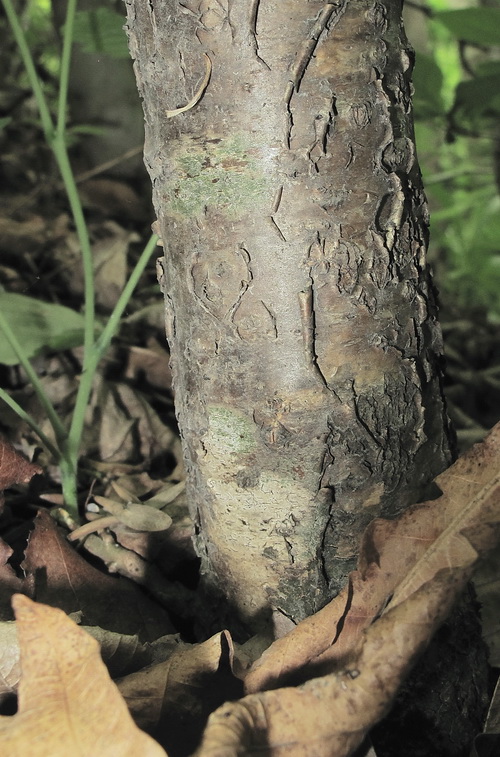Image of Maackia amurensis specimen.