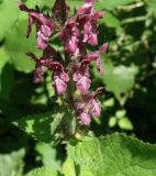 Stachys sylvatica. Часть соцветия. Черноморское побережье кавказа, щель Прасковеевская, долина реки Джанхот. 09.06.2012.