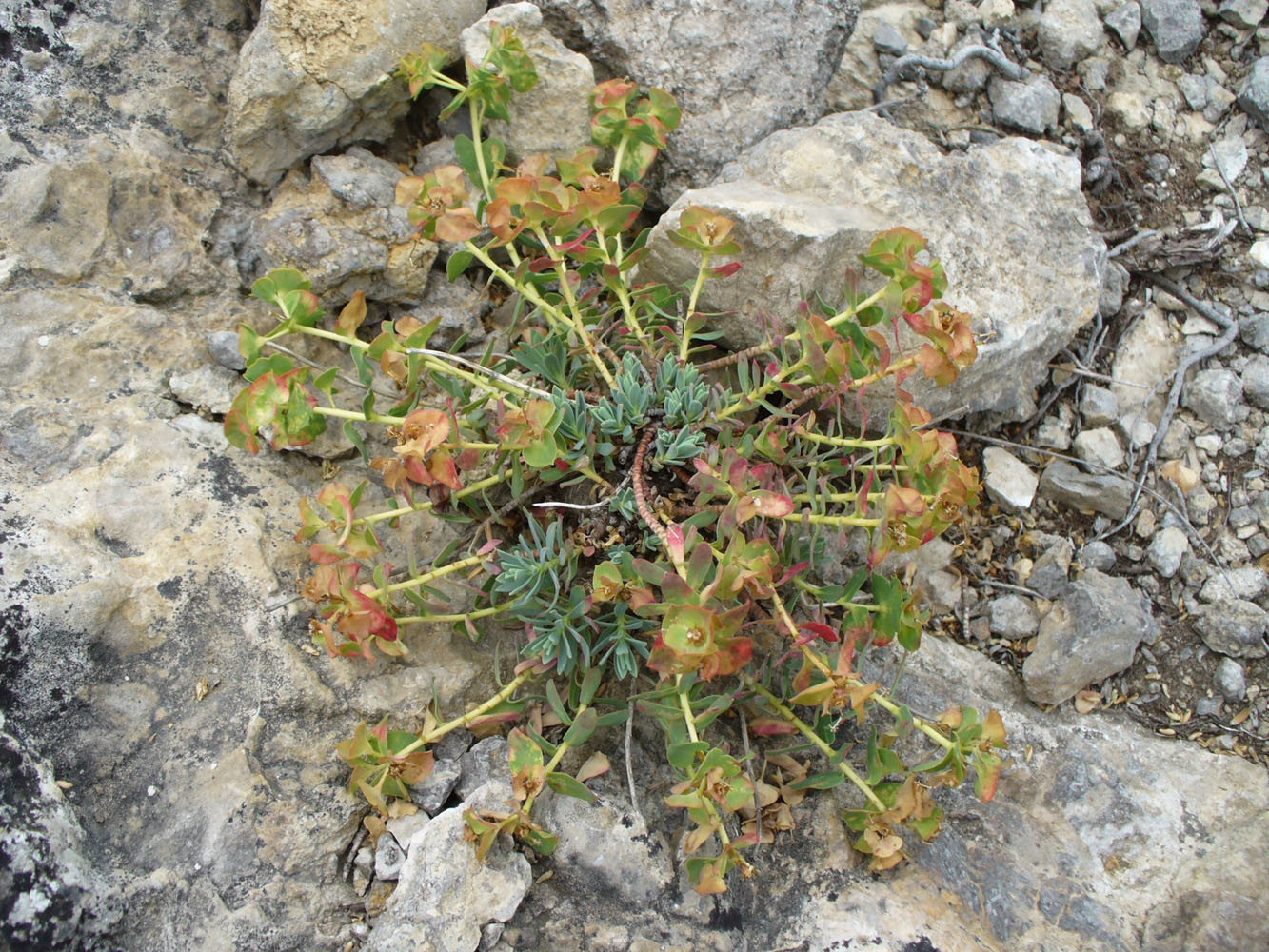 Image of Euphorbia petrophila specimen.