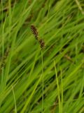 Carex diandra