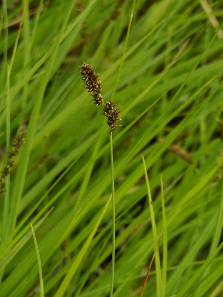 Изображение особи Carex diandra.