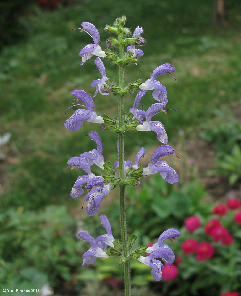 Image of Salvia forskahlei specimen.