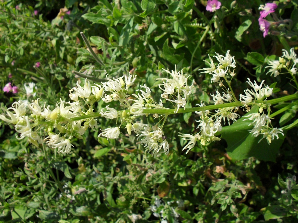 Image of Echinocystis lobata specimen.