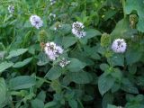 Mentha aquatica