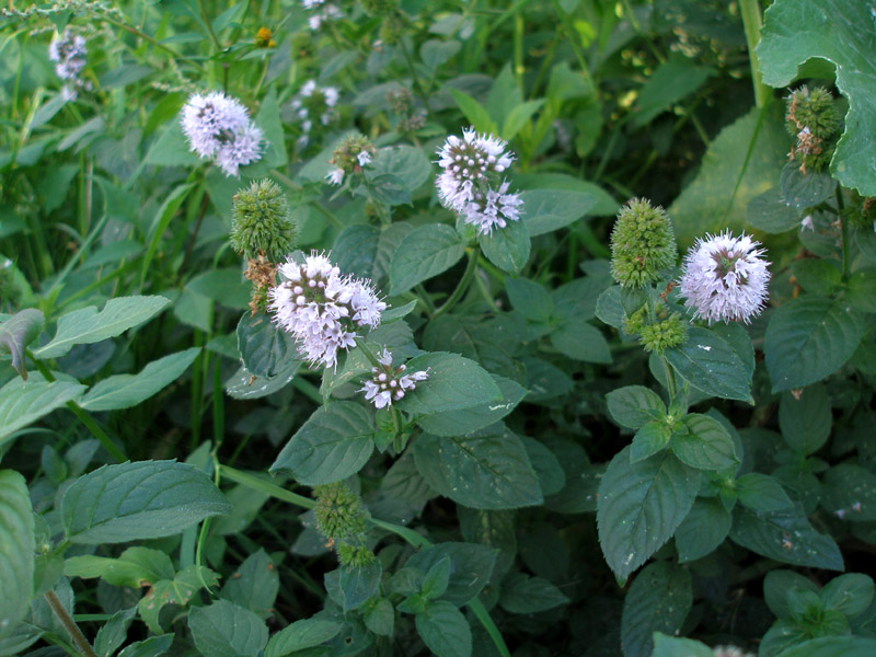 Изображение особи Mentha aquatica.