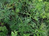 Aconitum barbatum