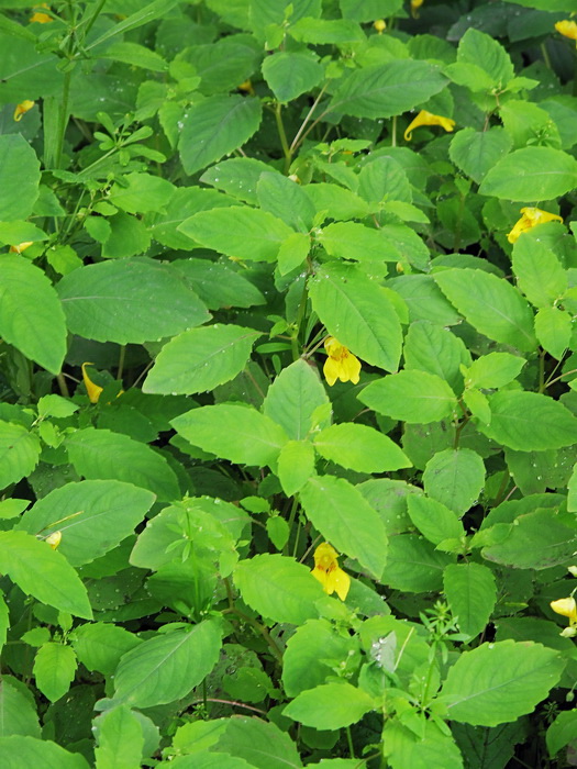 Image of Impatiens noli-tangere specimen.