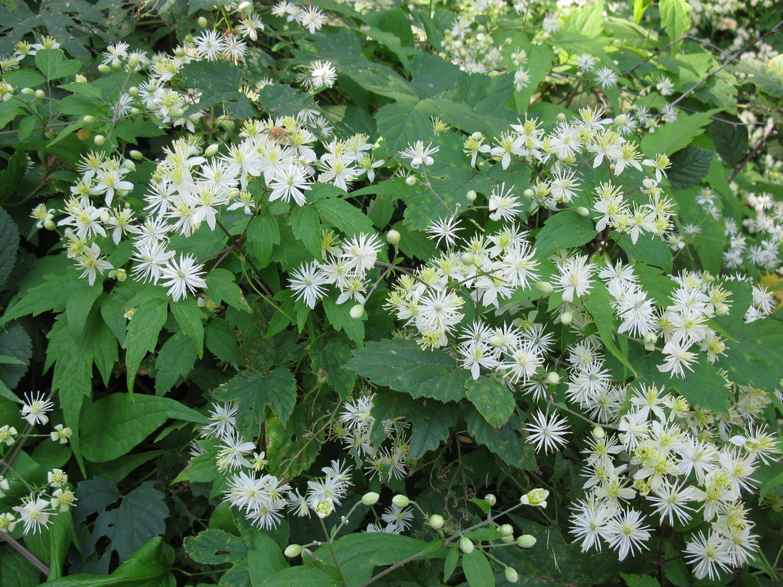 Изображение особи Clematis brevicaudata.