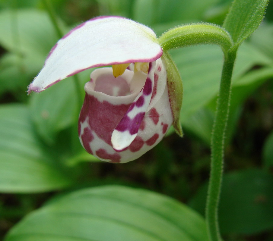 Image of Cypripedium guttatum specimen.