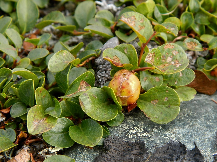 Изображение особи Salix nummularia.