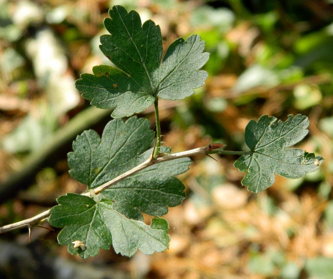 Image of genus Grossularia specimen.
