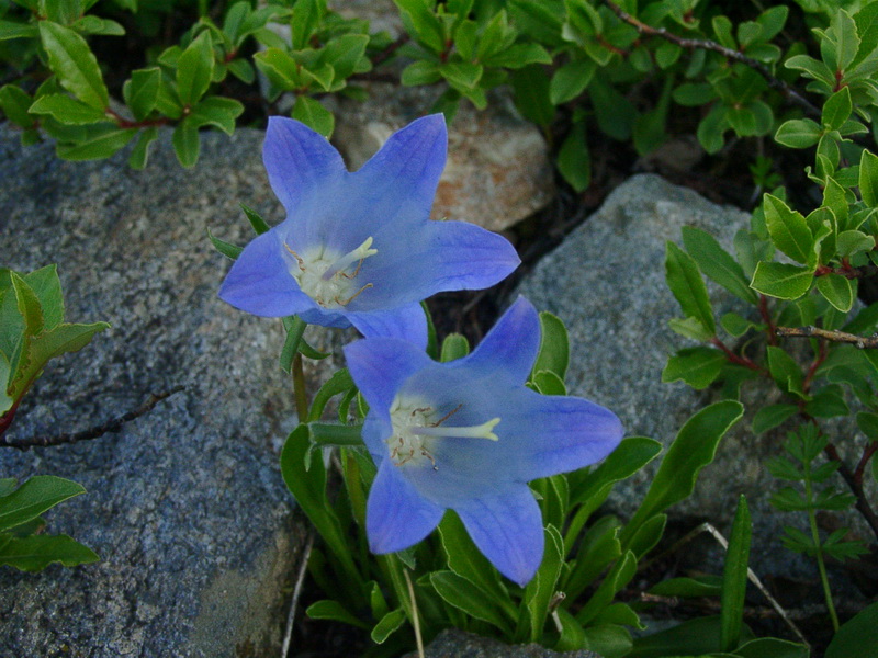 Image of Campanula biebersteiniana specimen.