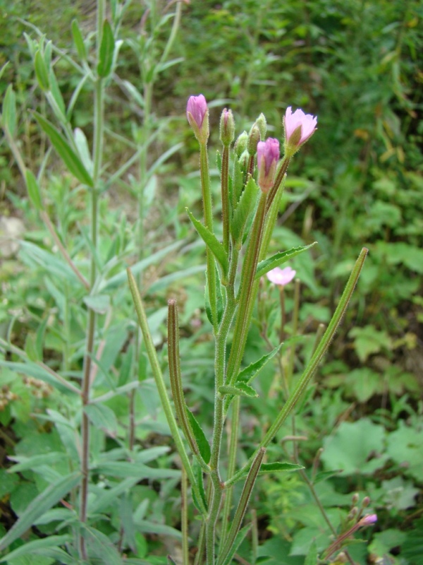 Изображение особи род Epilobium.