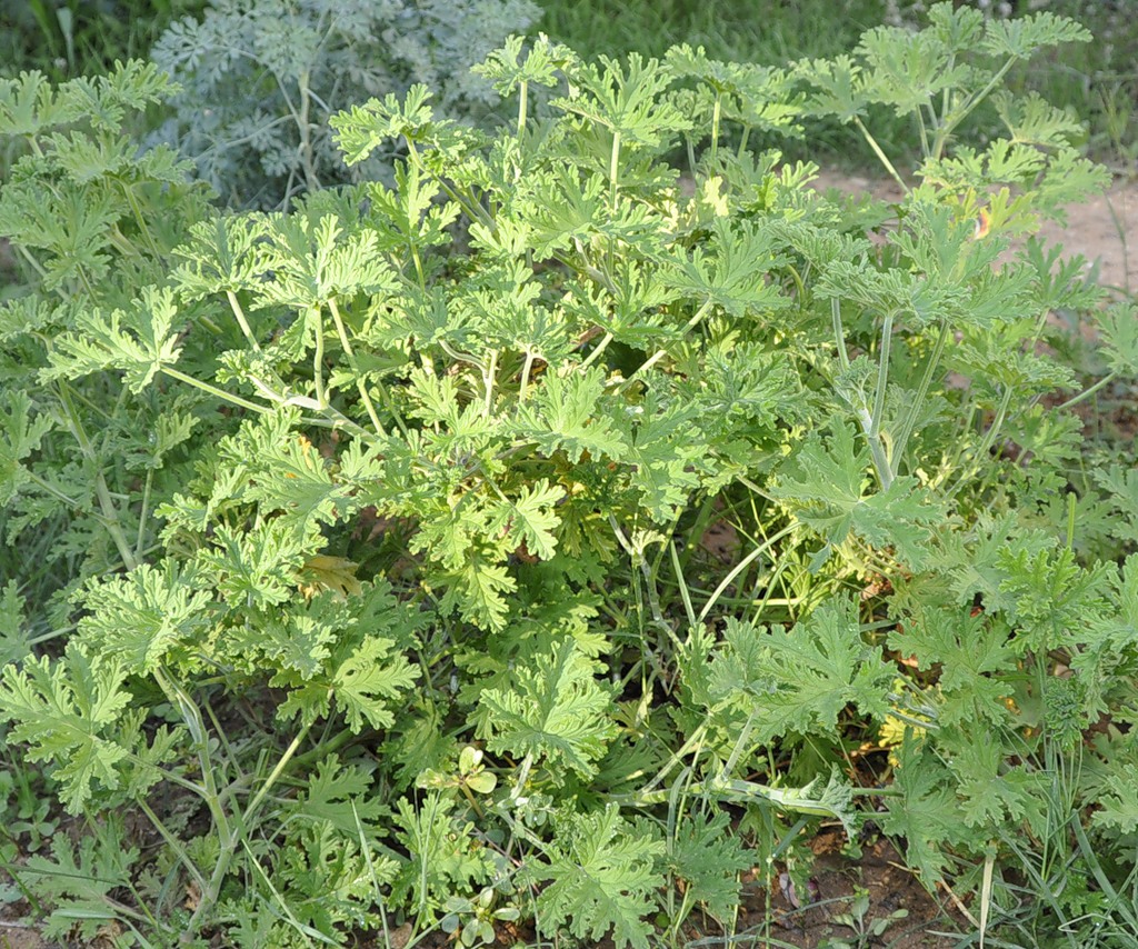 Image of Pelargonium graveolens specimen.