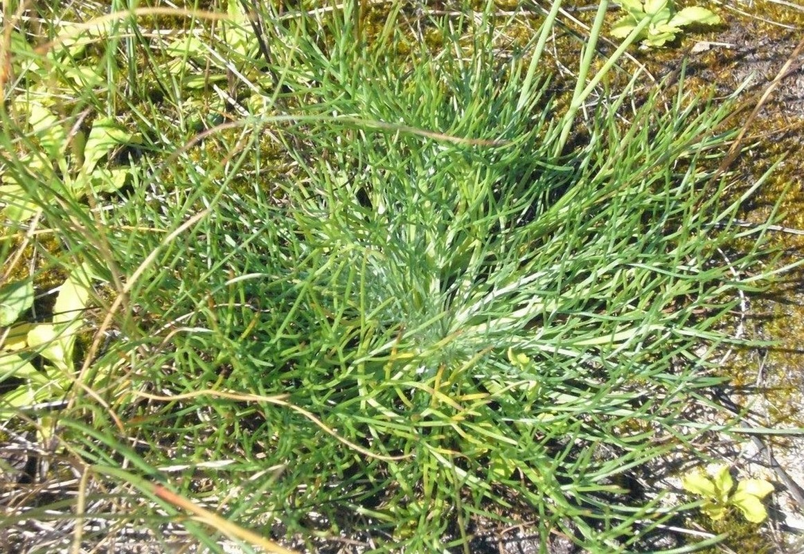 Изображение особи Artemisia limosa.