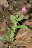 Pulmonaria obscura. Цветущее растение. Республика Татарстан, Волжско-Камский заповедник. 07.05.2011.