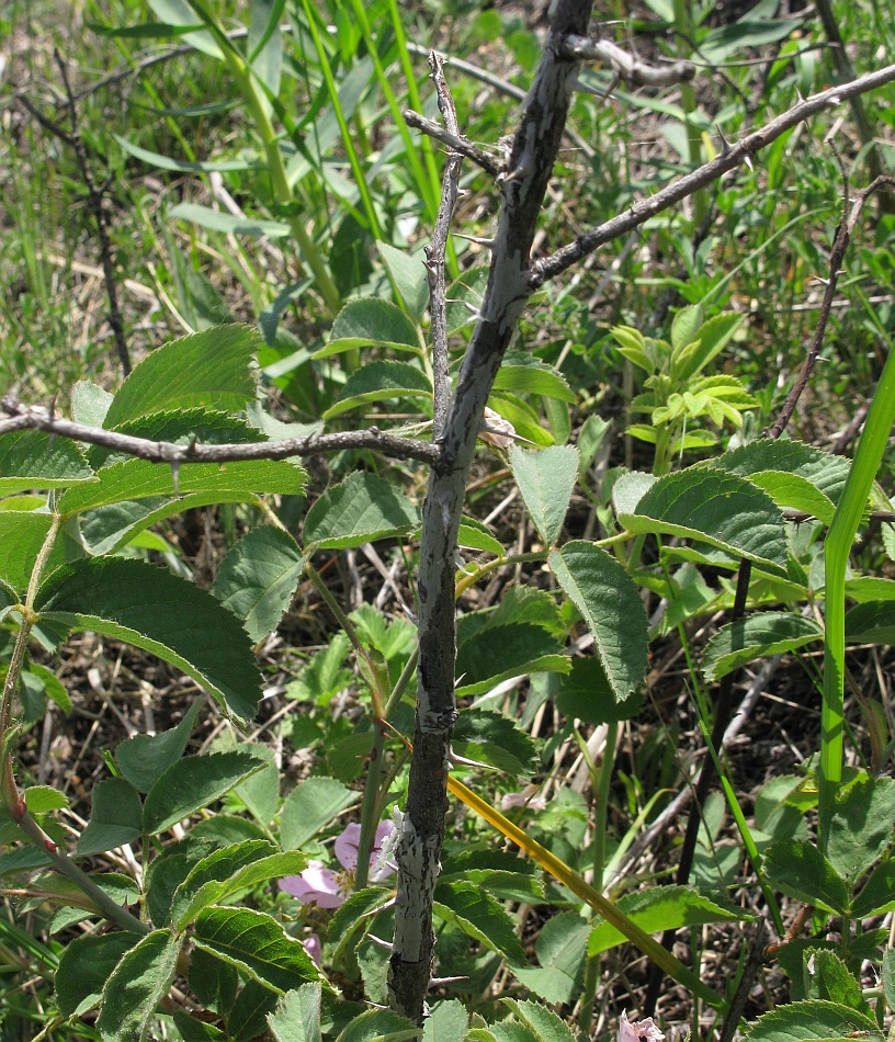 Изображение особи Rosa subpomifera.