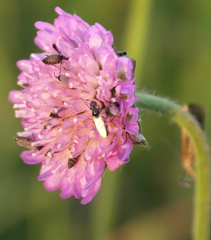 Image of Knautia arvensis specimen.