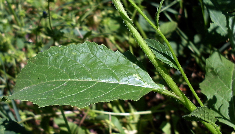 Image of Sinapis arvensis specimen.