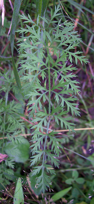 Изображение особи Daucus carota.