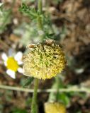 familia Asteraceae. Соцветие с отцетшими краевыми цветками. Испания, Каталония, Жирона, Тосса-де-Мар, крепость Вила-Велья. 24.06.2012.