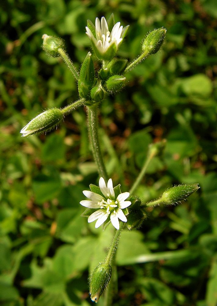 Изображение особи Cerastium holosteoides.
