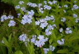 Myosotis sylvatica