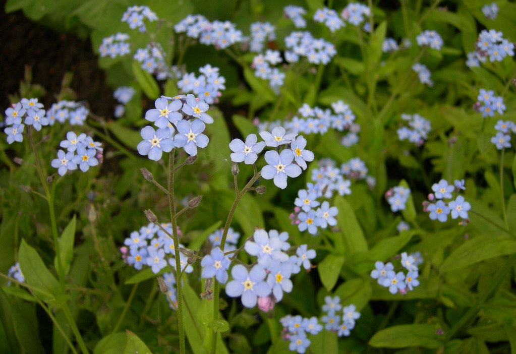 Изображение особи Myosotis sylvatica.