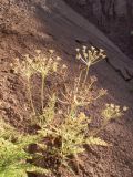 Schrenkia pulverulenta. Плодоносящее растение. Киргизия, Чуйская обл., северный склон Киргизского хребта. 26 июня 2009 г.