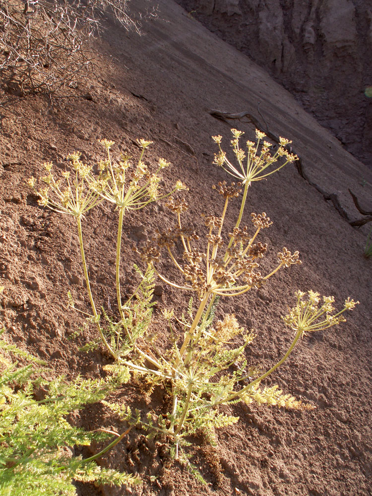 Image of Schrenkia pulverulenta specimen.