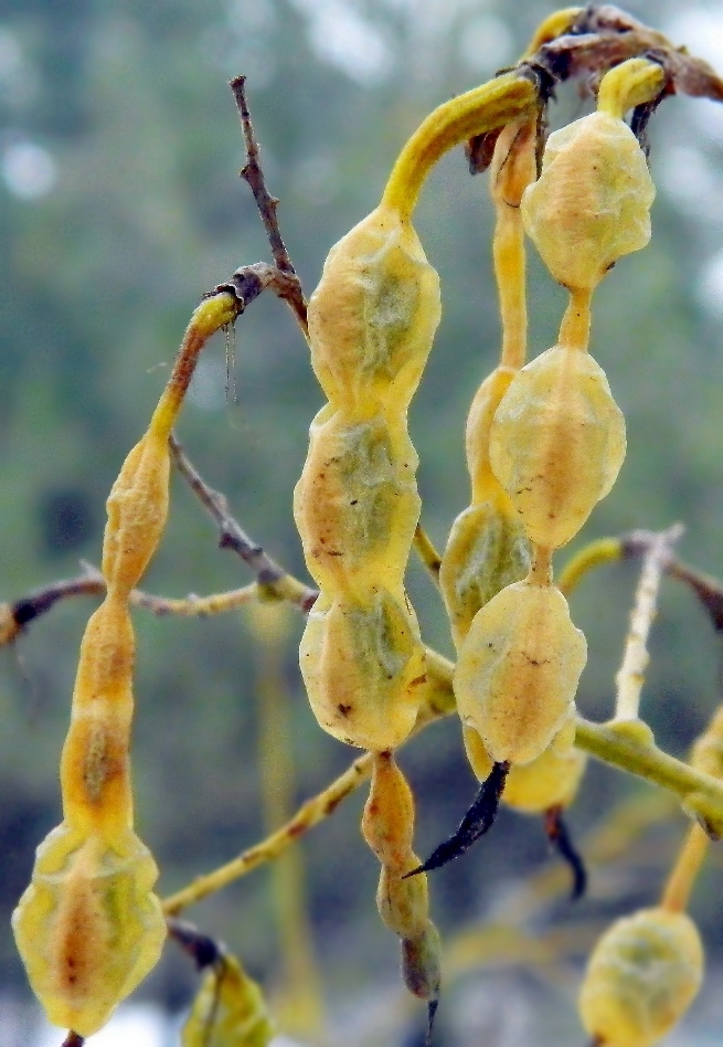 Изображение особи Styphnolobium japonicum.