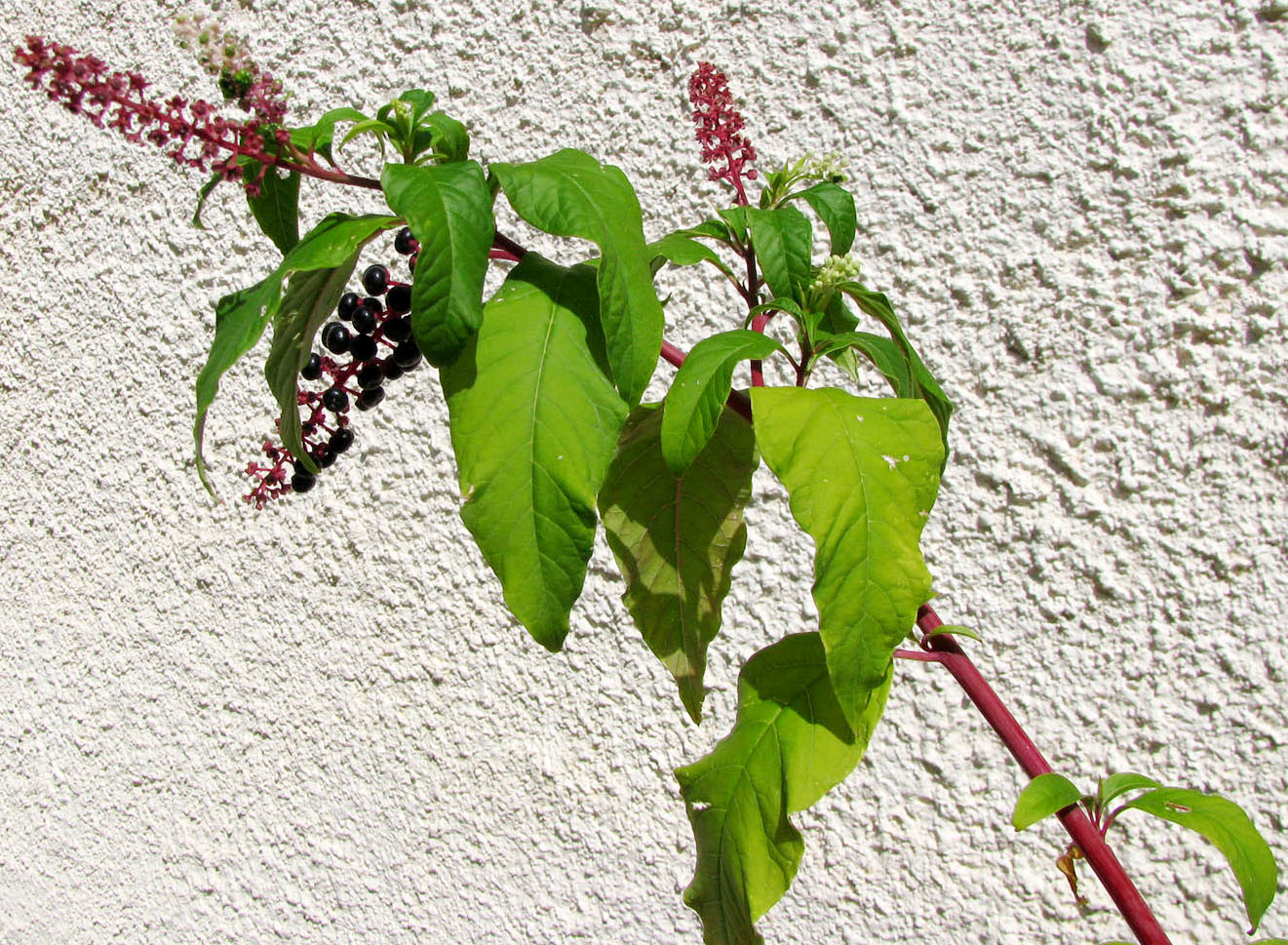 Image of Phytolacca americana specimen.