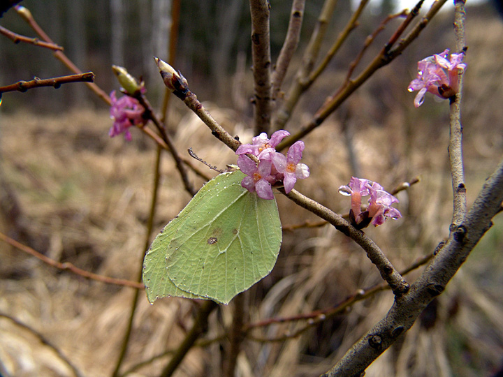 Image of Daphne mezereum specimen.