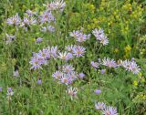 Aster amellus