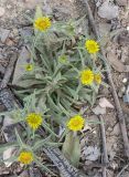 Pallenis spinosa. Цветущее растение. Израиль, Северный Негев, лес Лаав. 26.03.2013.