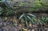 Cyrtandra splendens. Вегетирующие растения. Борнео, склон горы Трас-Мади, выс. ок. 950 м н.у.м., лес. 23 февраля 2013 г.