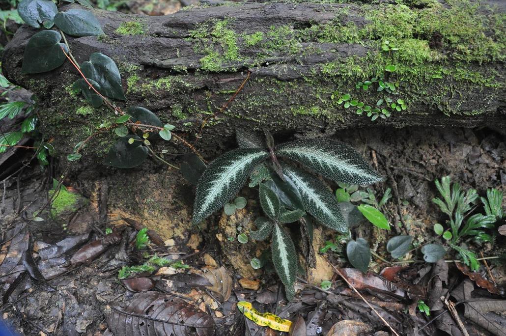Изображение особи Cyrtandra splendens.