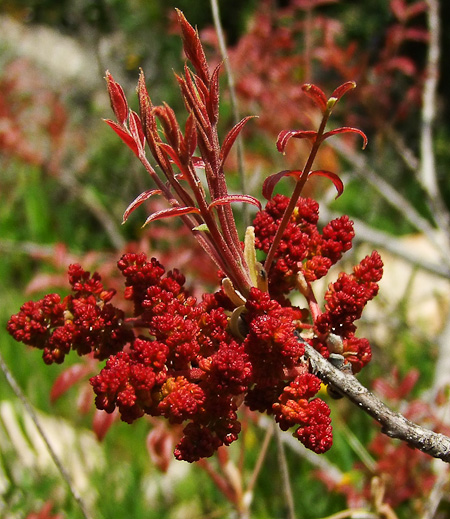 Image of Pistacia palaestina specimen.