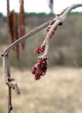 Alnus incana. Ветка с женскими соцветиями. Ставропольский край, г. Кисловодск, Курортный парк средний. 27.03.2013.