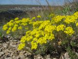 Alyssum lenense. Цветущее растение. Татарстан, г. Бавлы, каменистый склон. 09.05.2013.