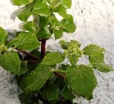 Hydrangea petiolaris. Побеги с нераспустившимися соцветиями. Швеция, Уппсала, 6 мая 2009 г.