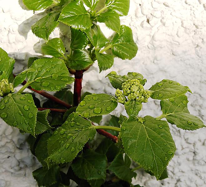 Изображение особи Hydrangea petiolaris.