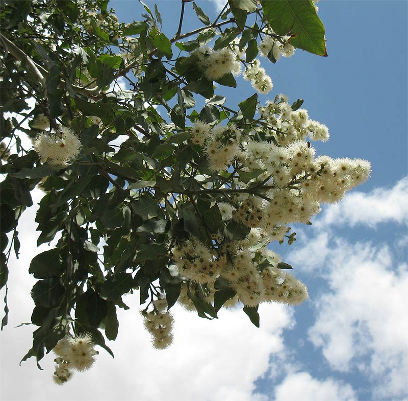 Image of Corymbia torelliana specimen.
