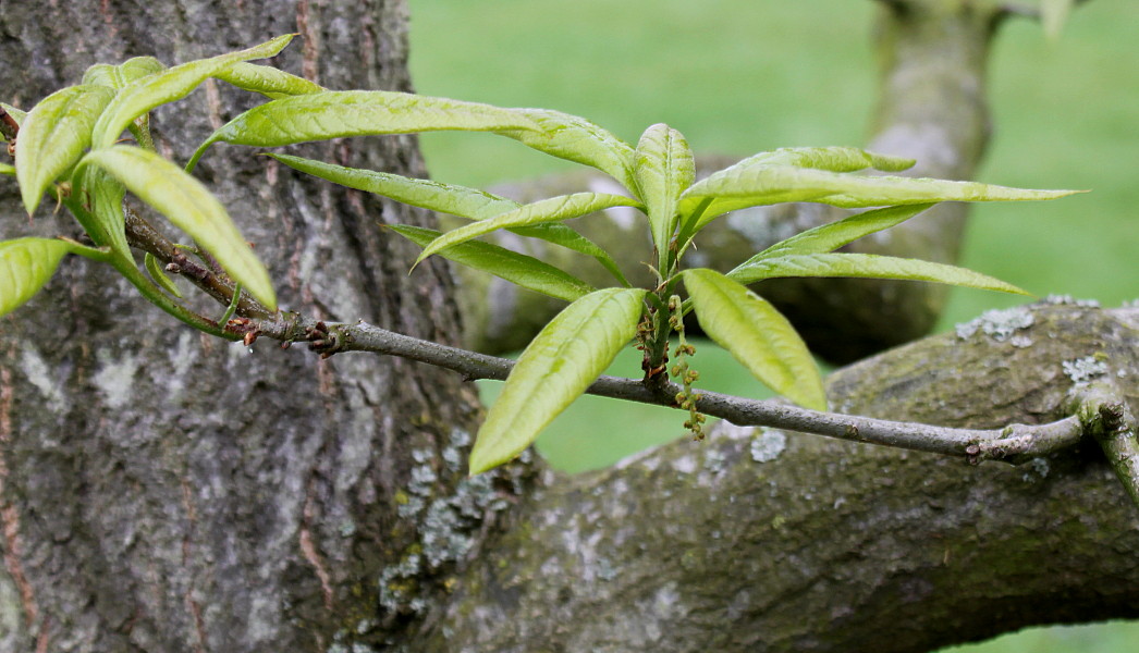 Изображение особи Quercus imbricaria.