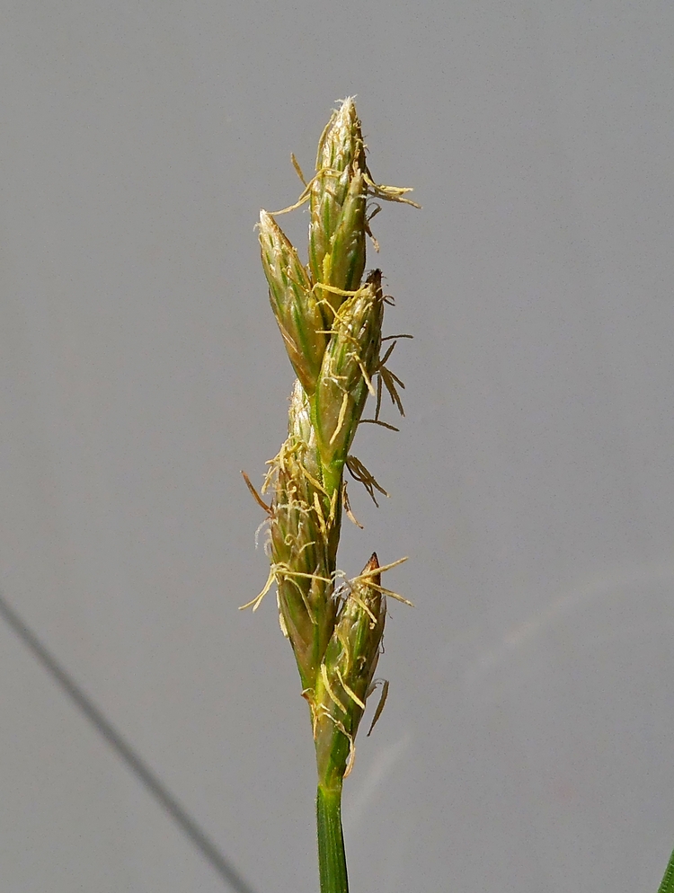 Image of Carex leporina specimen.
